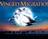 دور همی فیلم و پرنده نگری (Winged Migration) فانوس شب: قسمت 47